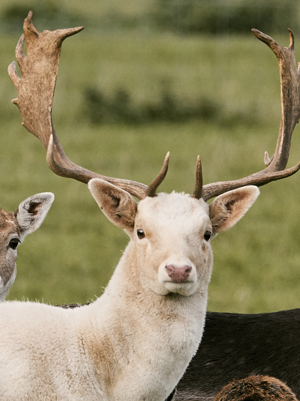 Damhirsche am Wegesrand